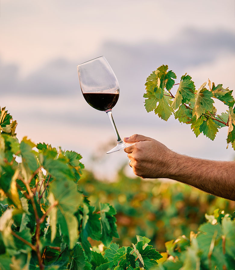 Wine Selection diseño y desarrollo web